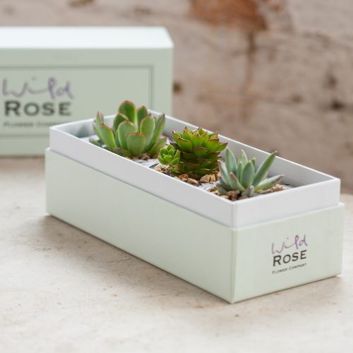 The Echeveria Garden