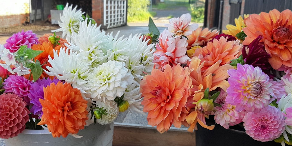 Wild Rose Flower Company flowers