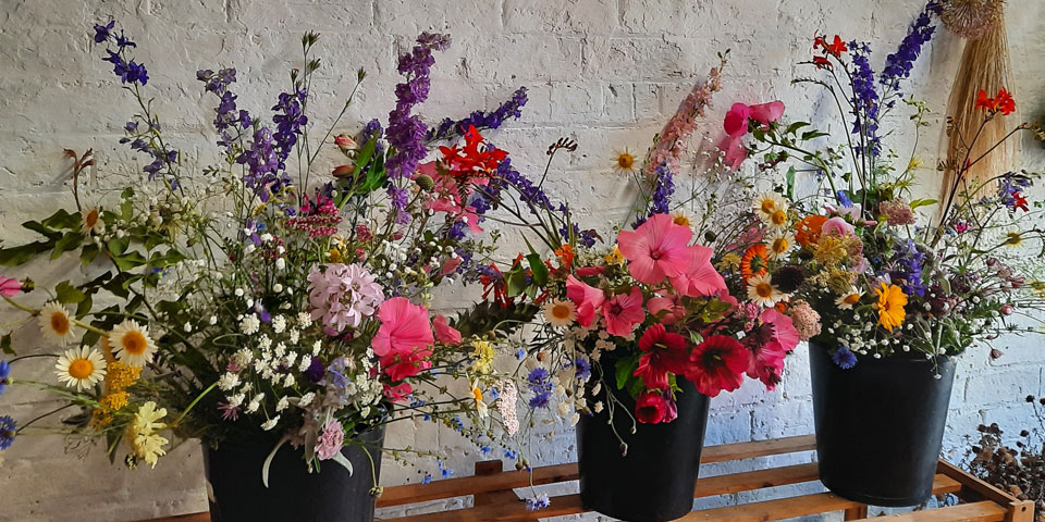 wild rose flower company subscription flowers