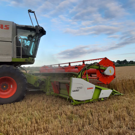 harvesting the crops