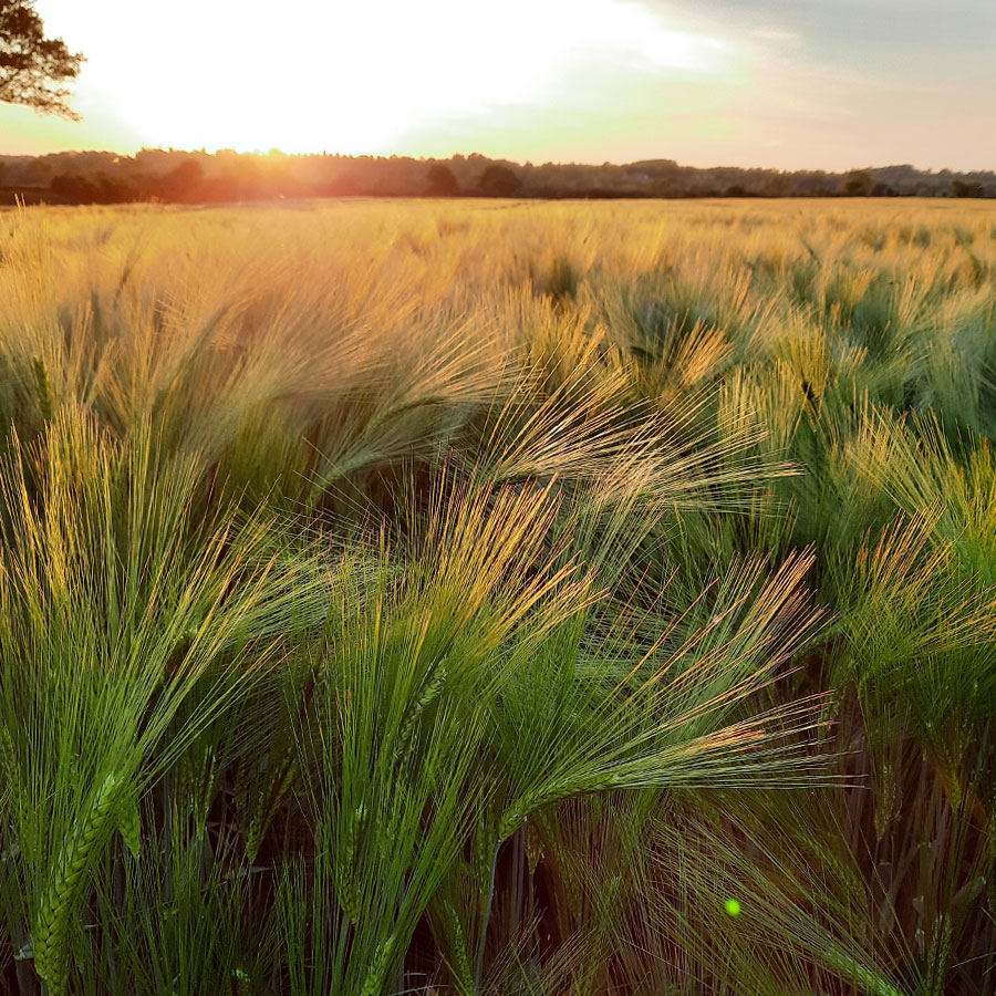 crops nearly ready to harvest