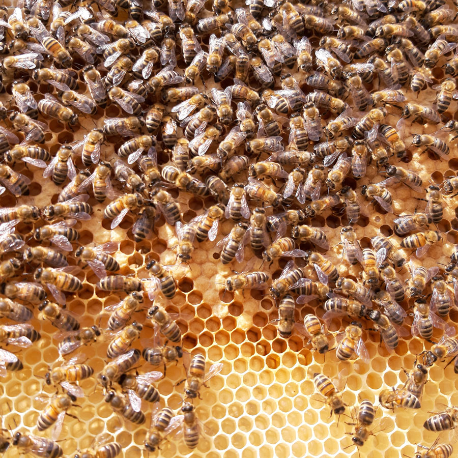 home produced wild rose honey