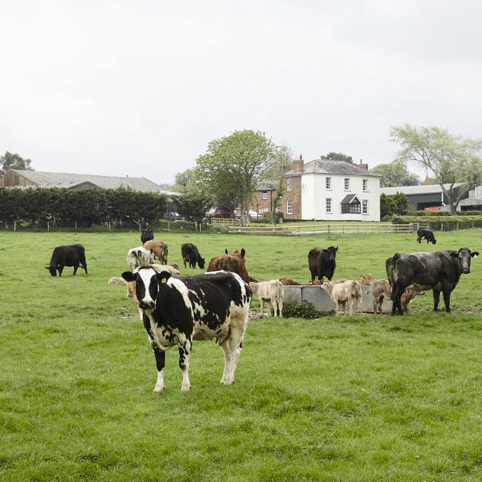 the herd in front of the farmhouse