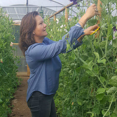 rosie in the polytunnel