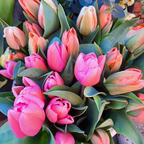 pyo tulips