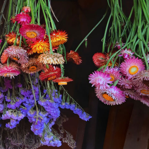 drying flowers