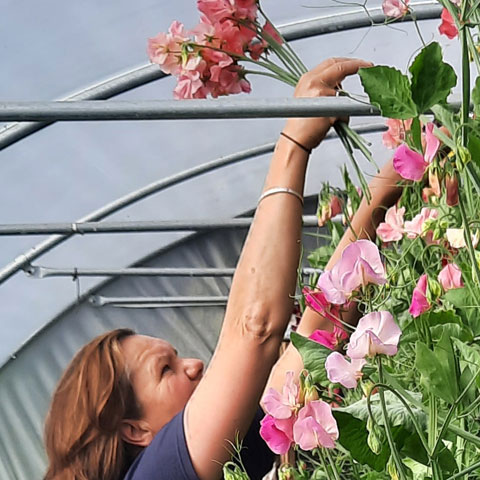 rosie in te polytunnel