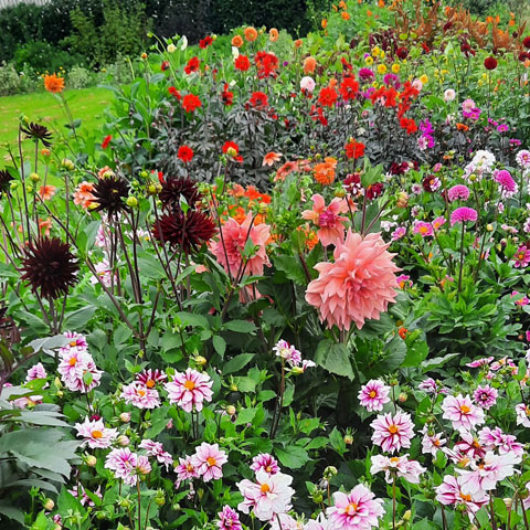 subscription flowers