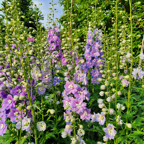 subscription flowers