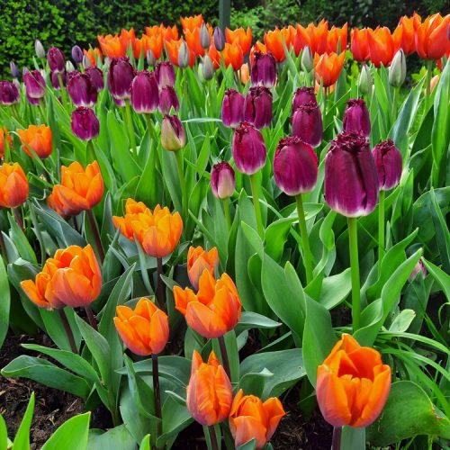 pick your own flowers ant wild rose flower company