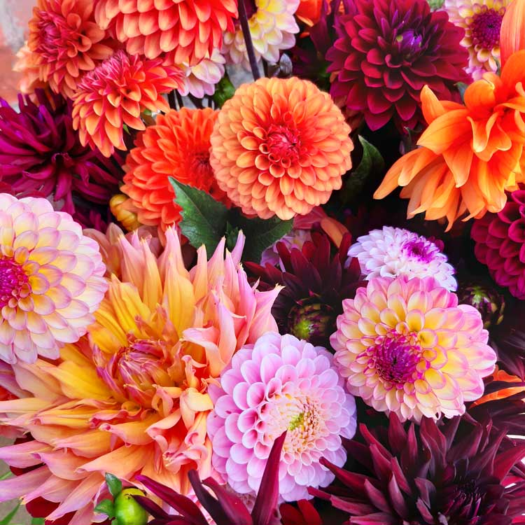 artisan flower farm producing subscription flowers