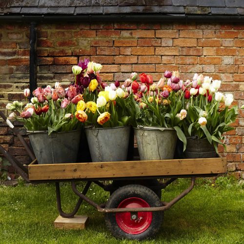 wild rose flower company in the press