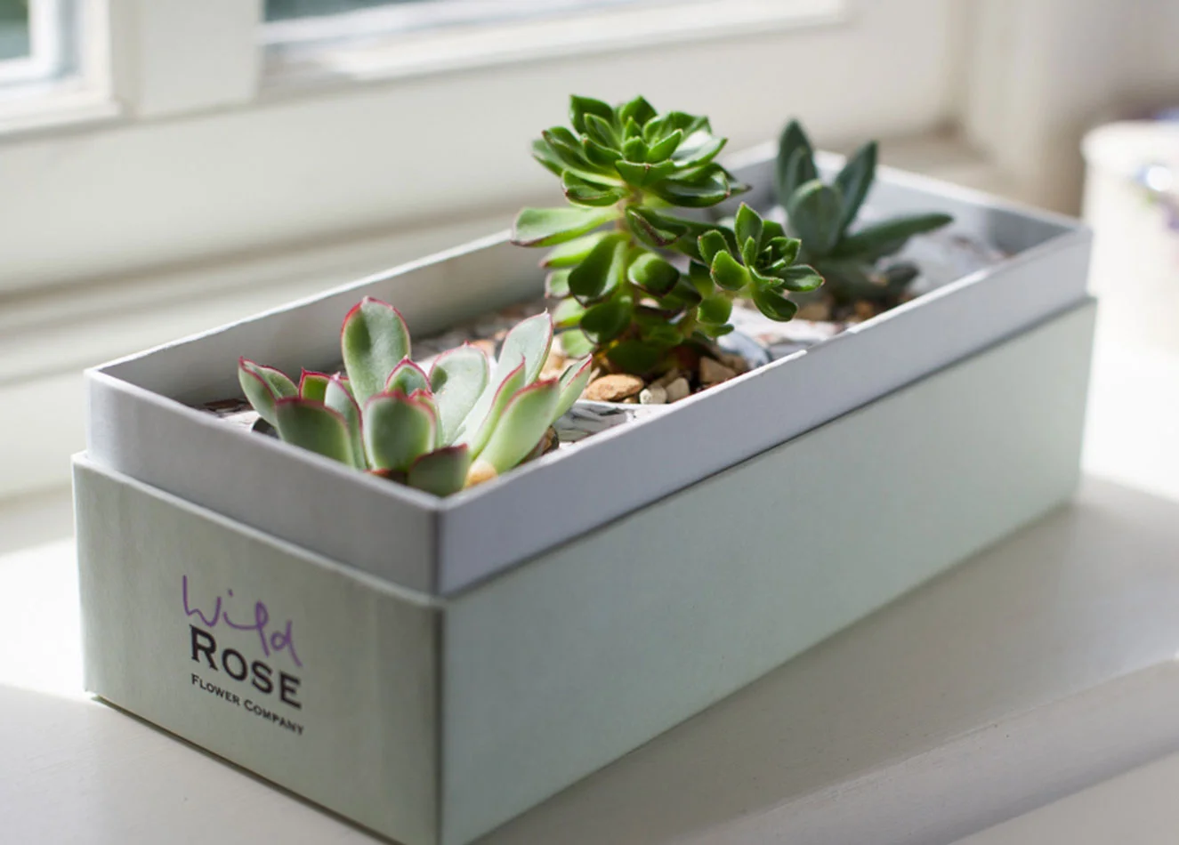 succulent gift boxes by post