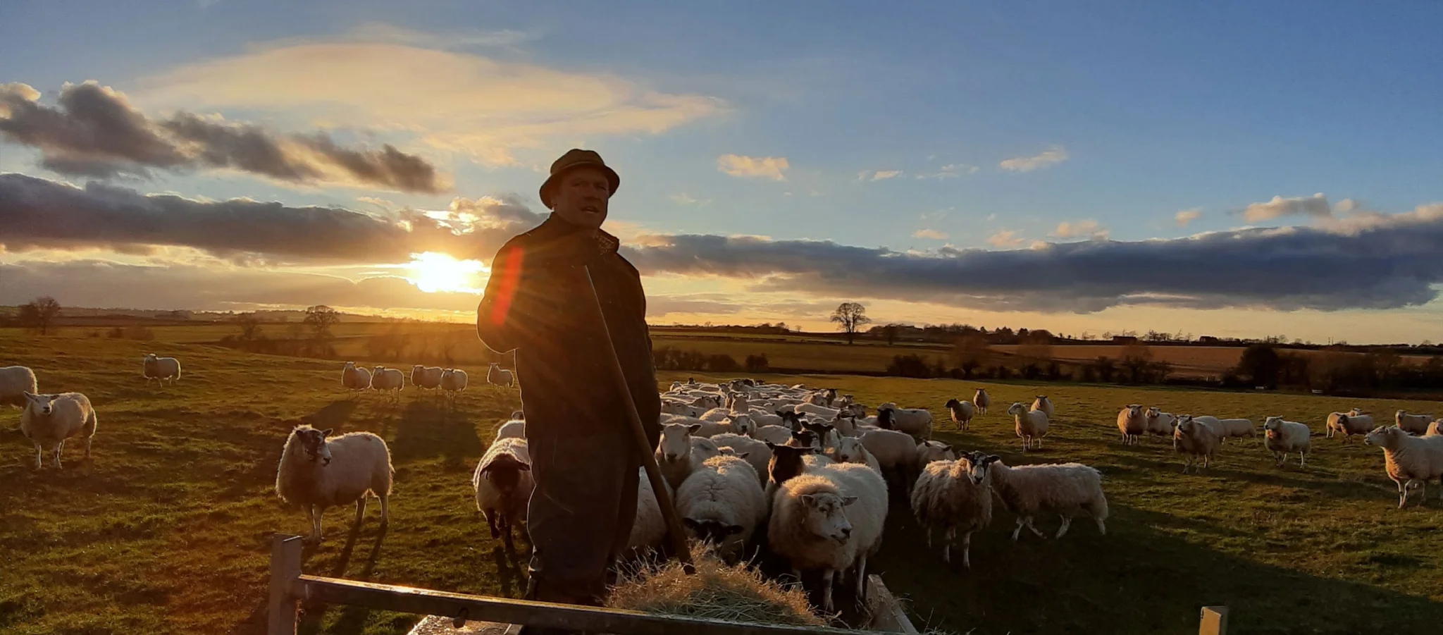 steve tending to the sheep at sun-up